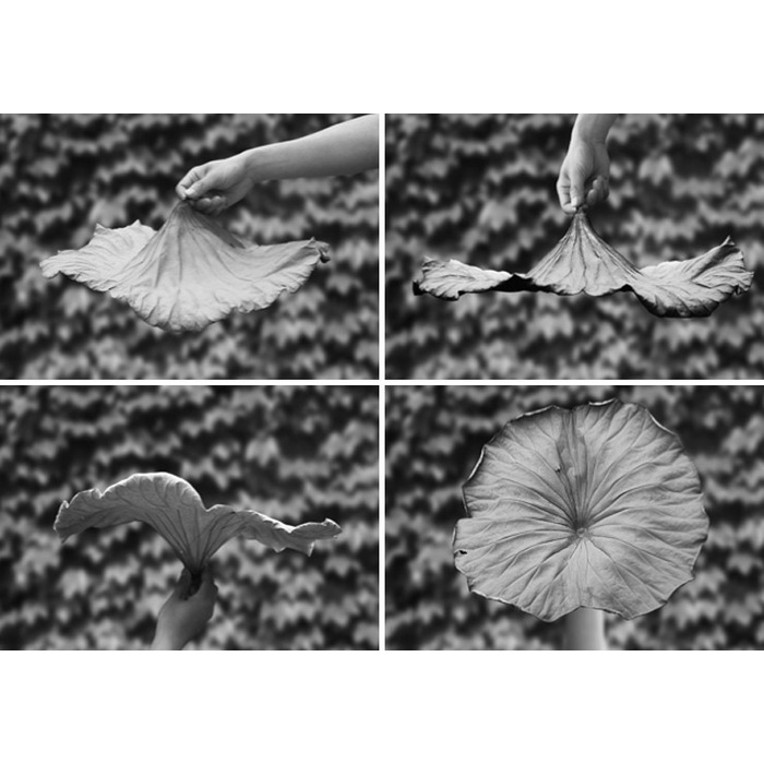 Блюдо 44,8х6,3х41 см біле Lotus leaf Alessi