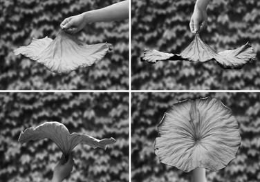 Блюдо 44,8х6,3х41 см чорне Lotus leaf Alessi